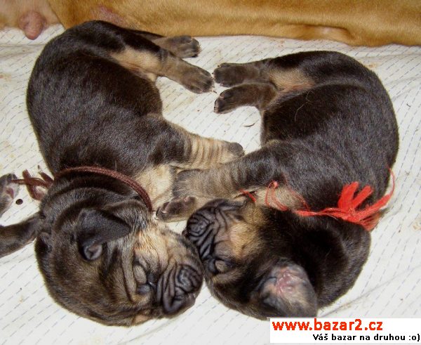 Bloodhound štěňata