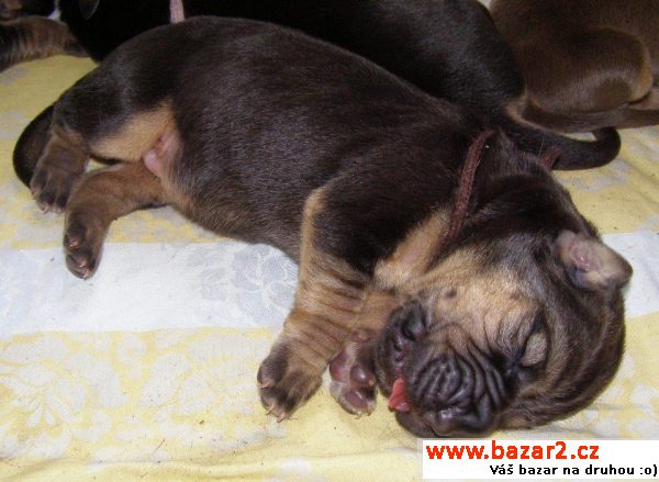 Bloodhound štěňata