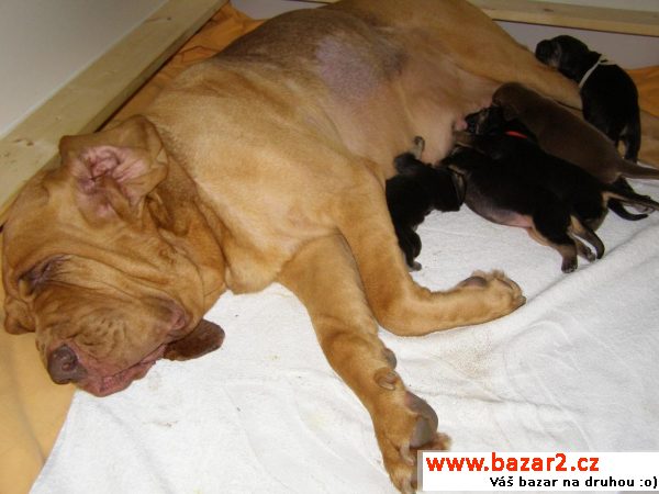 Bloodhound štěňata