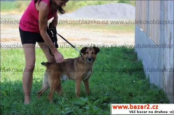 Fído - hezounký hodný kříženec