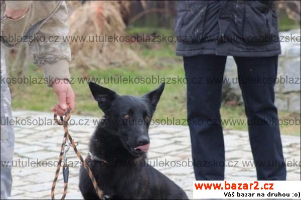 Rufus - zajímavý kříženec