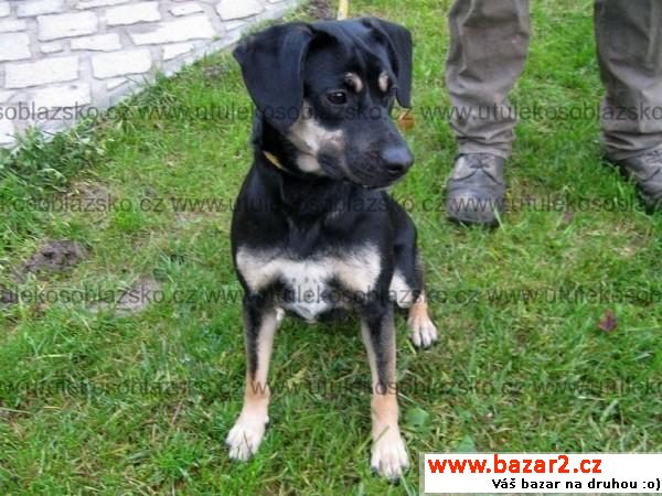 Brixa - má energii na rozdávání 