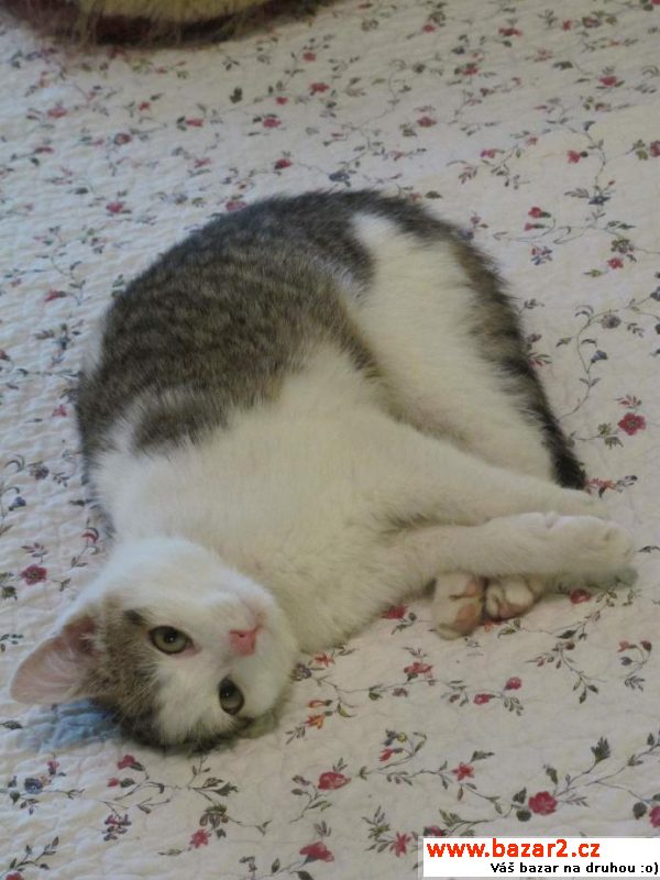 Bílomourečka Tulačka