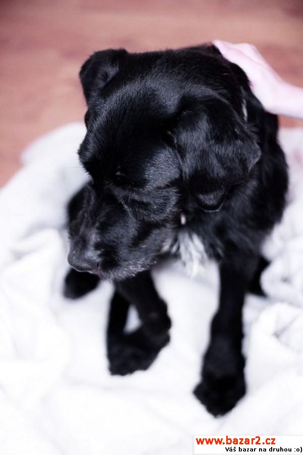 Frankie - Big soft Lovebug 