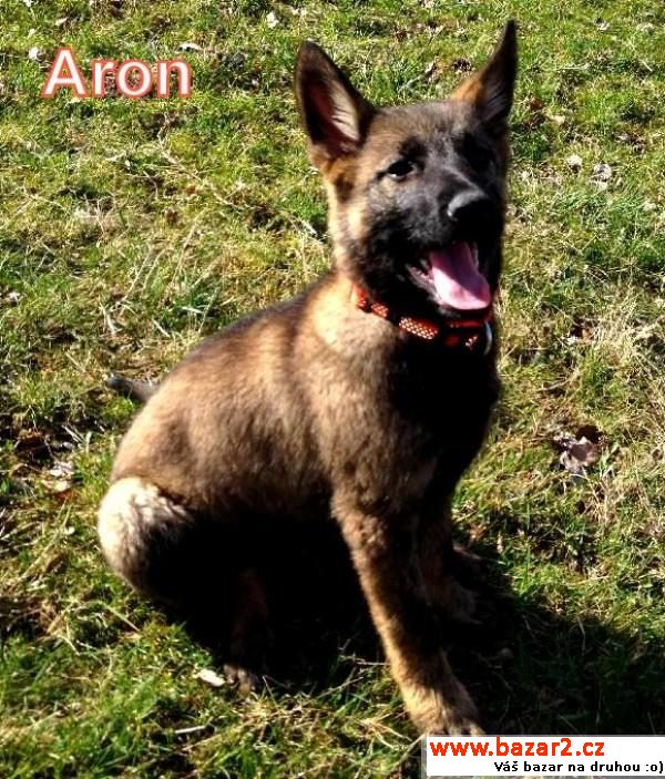 Aron NO x nadané štěňátko