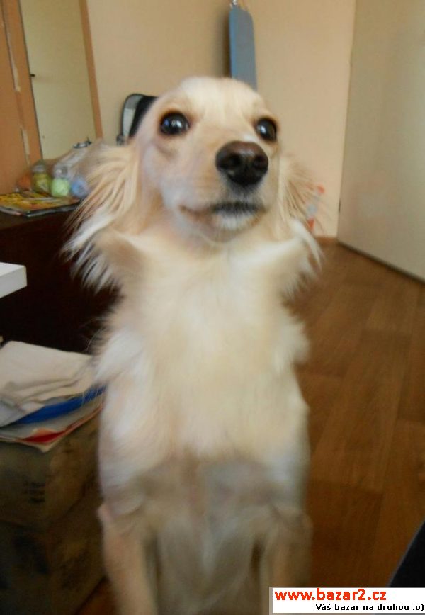 Daruji roční fenku