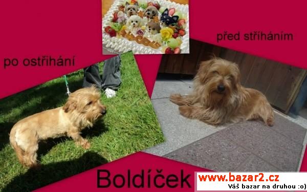 BOLDÍČEK - krásný a milý rošťák