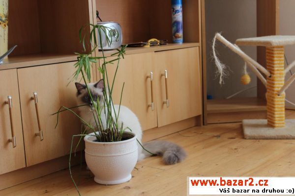 Krásná Ragdoll kočička s PP