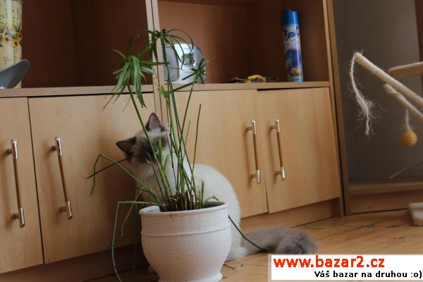 Krásná Ragdoll kočička s PP
