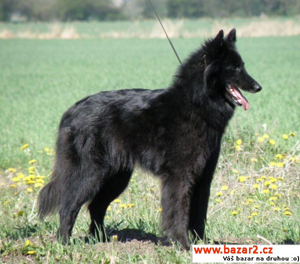 Belgický ovčák Groenendael - štěně