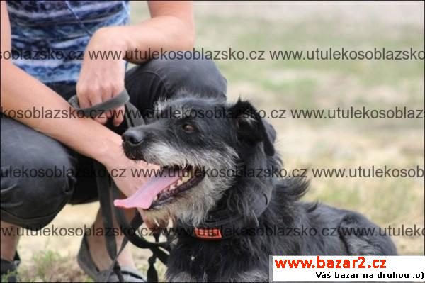 Fred - velmi aktivní psík