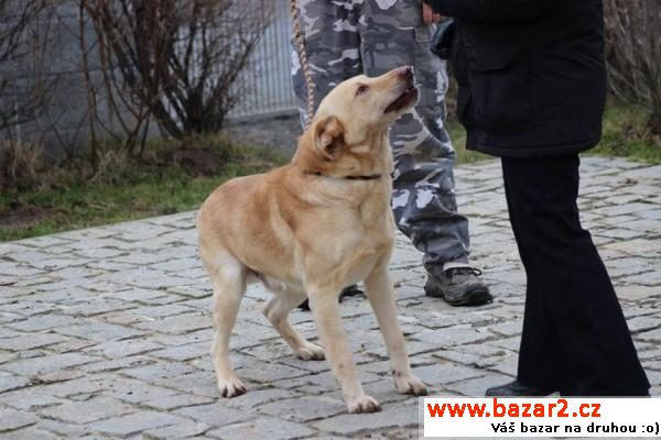 Bax - nádherný mazlík