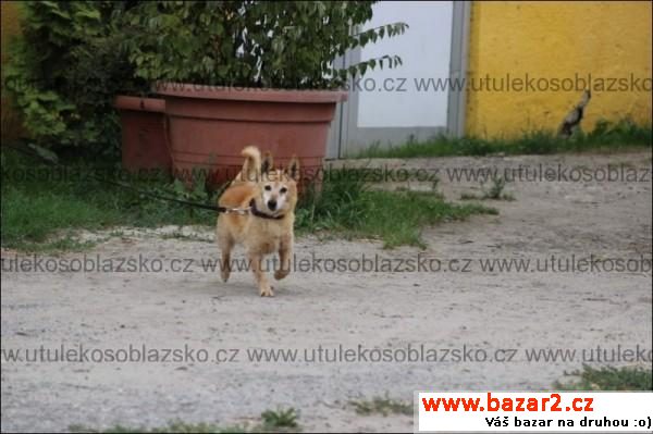 Bob - pes pohodář