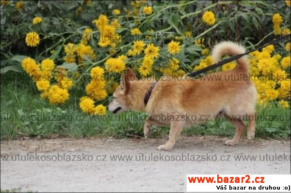 Bob - pes pohodář