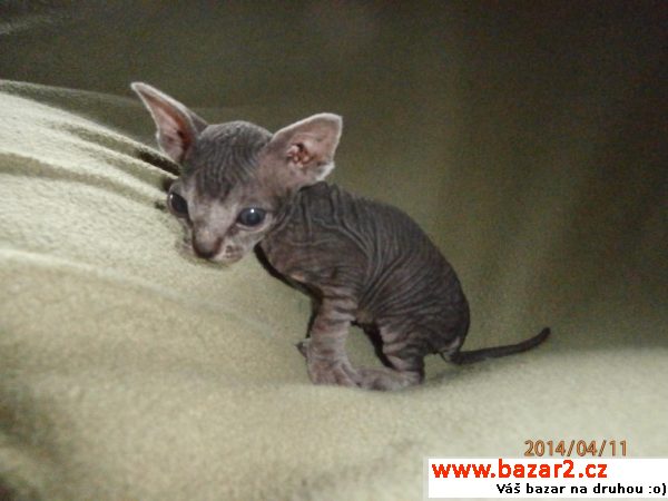Sphynx kočička bez PP 