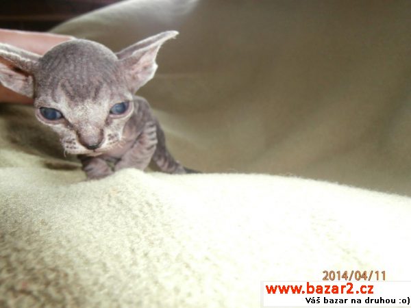 Sphynx kočička bez PP 