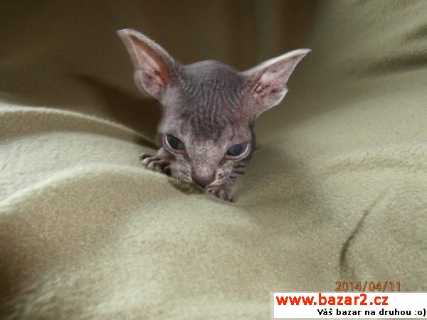 Sphynx kočička bez PP 