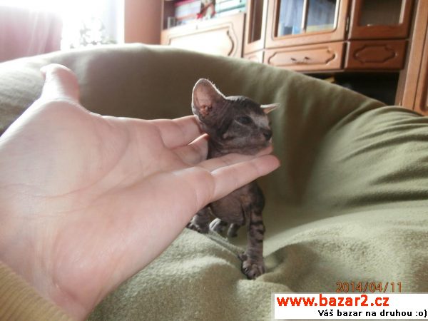 Sphynx kočička bez PP 