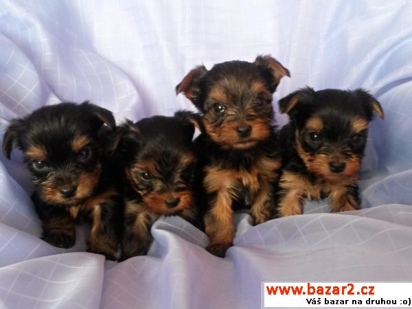 Yorkshire terrier s PP