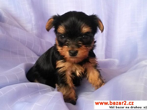 Yorkshire terrier s PP