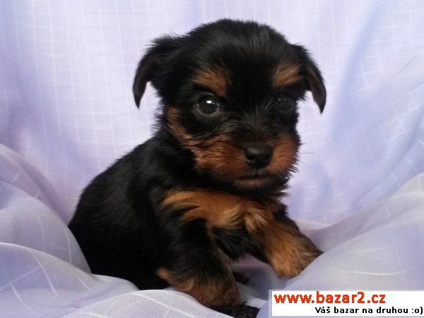 Yorkshire terrier s PP