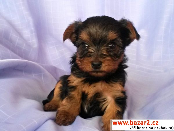Yorkshire terrier s PP