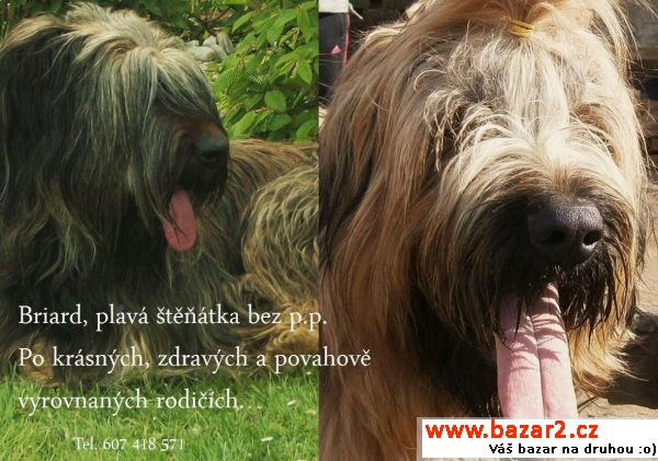 Briard -   plavá štěňátka bez PP 