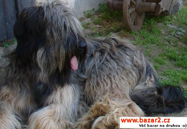 Briard -   plavá štěňátka bez PP 