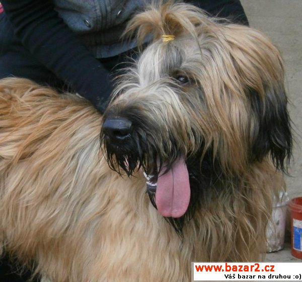Briard -   plavá štěňátka bez PP 