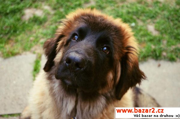 Leonberger štěně s PP