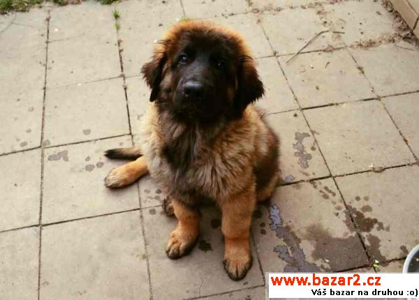 Leonberger štěně s PP