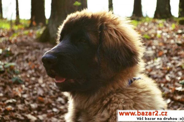 Leonberger štěně s PP