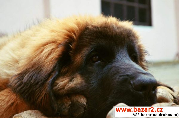 Leonberger štěně s PP