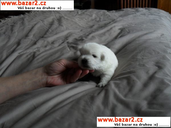 west highland white terrier