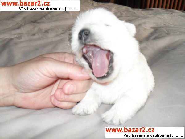 west highland white terrier