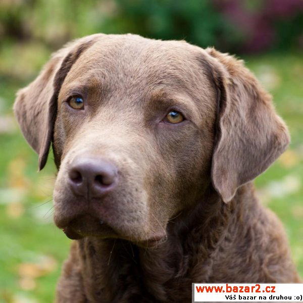 Štěňátka Chesapeake bay retrievera