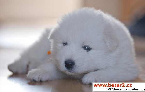 Samojed štěňátka 