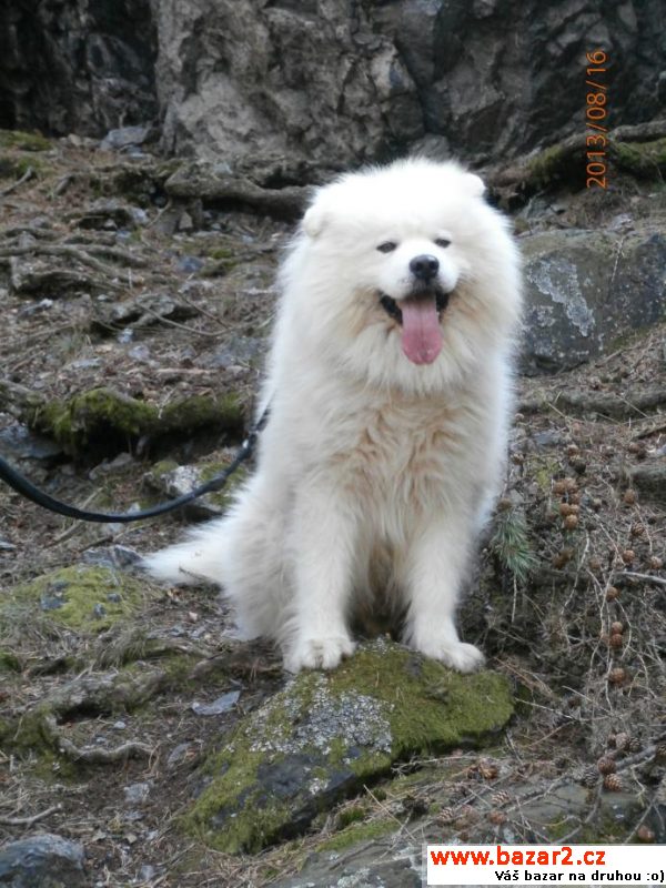Samojed štěňátka 