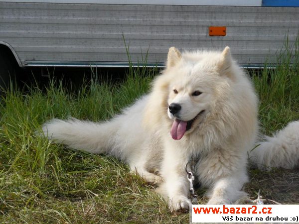Samojed štěňátka 