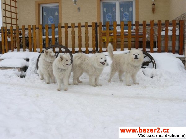 Samojed štěňátka 
