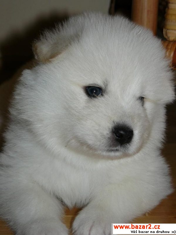 Samojed štěňátka 