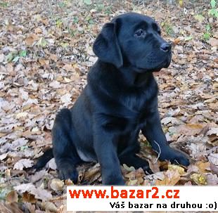 Labrador Retriever štěně s PP