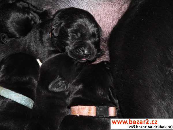 Labrador Retriever štěně s PP