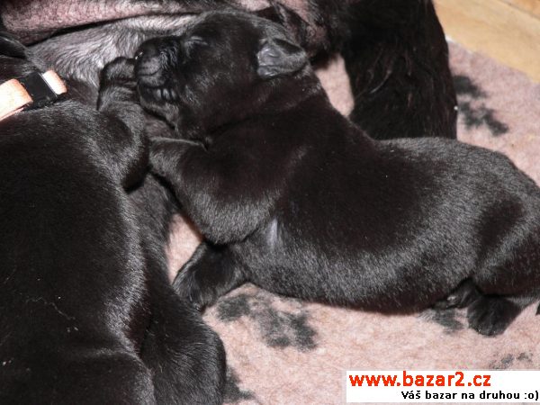 Labrador Retriever štěně s PP