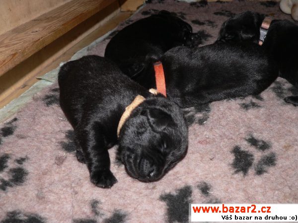 Labrador Retriever štěně s PP