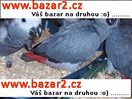 Žako  Papoušek