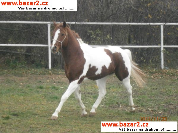 Prodám hřebečka ryzé barvy polovyční  APH