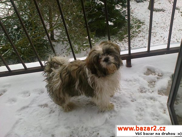 ŠTĚNĚ SHIH-TZU bez PP