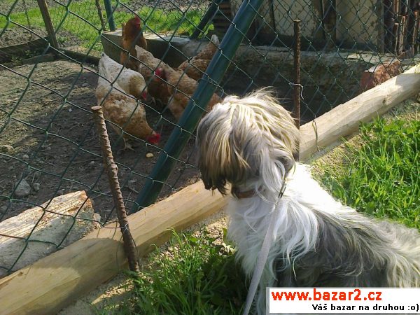 ŠTĚNĚ SHIH-TZU bez PP