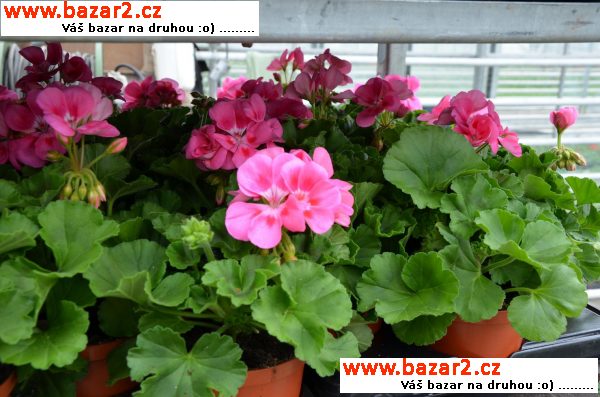 Letničky pelargonie zonale muškáty balkónové kvety